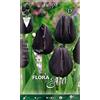 Generic BULBI AUTUNNALI TULIPANO QUEEN OF NIGHT CONFEZIONE DA 10 BULBI BULBS BULBES