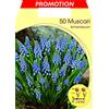 PRGA BULBI PRIMAVERILI MUSCARI ARMENIACUM CONFEZIONE DA 50 BULBI BULBES