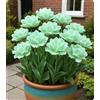 KVHSVB Tulipano artistico - Perfetto per creare giardini e terrazze pieni di colore-4bulbi-C