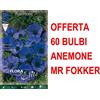 PERAGA GARDEN OFFERTA 60 BULBI ANEMONE CORONARIA MR. FOKKER BULBS BULBES