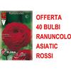 Generic OFFERTA 40 BULBI RANUNCOLO ASIATIC ROSSO BULBS