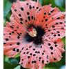 CUIKWA Ibisco vivo cangiante (Hibiscus mutabilis) per giardini esterni, arbusti di rosa del cotone-1 Radici di ibisco-J