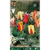 PRGA BULBI AUTUNNALI DI TULIPANO GREIGII MIX CONFEZIONE DA 10 BULBI BULBS BULBES