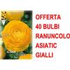 Generic OFFERTA 40 BULBI RANUNCOLO ASIATIC YELLOW BULBS BULBES