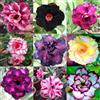 Generico 10 SEMI DI ADENIUM OBESUM IN MIX COLORI - TONALITA' VIOLA