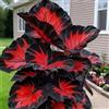 Vnuhgzs Spettacolare Taro a Orecchie di Elefante/Robusto Taro a Orecchie di Elefante/Parete da Giardino/Resistente al Freddo e all'Ombra/Decorazione da Giardino-3 PCS-E