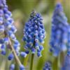 le Georgiche Pianta vera di Muscari Armeniacum - Bulbi