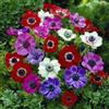 Floriana-Bulbose Bulbi da Fiore (10 X Anemone coronaria De Caen)
