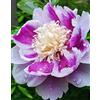 Nyugs Rizomi Peonia Resistenti & Perenni - Piantagioni Rari per Giardino, Elegante Arbusto Peonia, Rizomi da giardino resistenti e robusti-g-1 rizoma