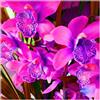 UYKOJMDR Cymbidium,Vari Colori,perenni,splendente e vivace,Ambiente Paesaggistico,Decorazione del giardino.-3Cymbidium pezzo-L