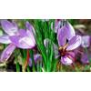 Generico Bulbi di Croco da Zafferano, Crocus Sativus, Circonferenza 9/10 cm, Confezione da 50 Bulbi, Disponibilità Immediata, Per Coltivazione Zafferano