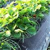 Generic Set di attrezzi da giardinaggio per piante rampicanti per fragole, aiuola rialzata per patio, balcone e piantagione interna