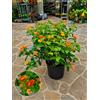 POWERS TO FLOWERS - LANTANA CAMARA ARANCIO, VASO 20CM, OFFERTA ULTIMI 10 PEZZI!!! piante vere