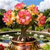 Vnuhgzs Rosa del Deserto Rara/Rosa del Deserto Resistente/Ottima Balcone/Bassa Manutenzione-1 PCS-J
