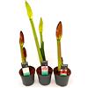 POWERS TO FLOWERS - AMARYLLIS TRIS, ROSSO, ROSA E BIANCO, piante vere