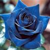 PQEWFV Rizoma Di Rosa Raro, Sorprendentemente Crescente, Perenne, Adatto Per Primavera E Autunno, Per La Cura Del Giardino E Per La Progettazione Del Paesaggio-1 Rizoma-B