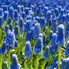 Plant in a Box - Muscari armeniacum - 200x bulbi di giacinto d'uva - Bulbi da fiore resistenti - Un giardino colorato in primavera