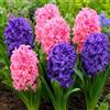 DUTCH BULBS EXCLUSIVE PLANTS FROM HOLLAN Bulbi Fiori Perenni da Esterno - 10 Bulbi Giacinto Double Hearts Mix - Piante e fiori esclusivi dall'Olanda - 3 varietà profumate - per giardino, vaso e vetro (non semi, non artificiali)