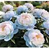 NYUYDRX Rizomi di peonia - Rizomi di peonia sfusi in vendita - Arbusto perenne resistente - Resistente e robusto - Decorazione da giardino-1 unità-J