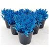 POWERS TO FLOWERS - LAVANDA COLOR LIFE BLU, 6 PIANTE, VASO 14CM DIAMETRO, piante vere