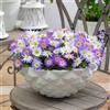 Florium Bulbi di anemoni 50 pezzi - Blanda Mix, rustici e perenni | 5 varietà e colori, tuberi di anemone dall'Olanda per vasi, giardino e aiuole, niente semi, da piantare in autunno