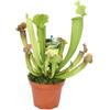 exotenherz Pianta Carnivora - Sarracenia - Vaso da 9 cm