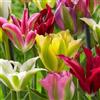 DUTCH BULBS EXCLUSIVE PLANTS FROM HOLLAN Bulbi Fiori Perenni da Esterno - 25 Bulbi Tulipani Viridiflora Spring Mix | Piante e fiori esclusivi dall'Olanda, 5 varietà, per giardino, vasi e balcone (senza semi, non artificiali)