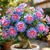 TUYIKJHS Rosa del Deserto/Perenne Resistenti/Esotica tropicale/Exklusiver Gartenakzent/Adatta ai principianti/Adatto per uso interno ed esterno-2Rizomi-F