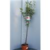 SAVINI VIVAI L'ARTE DI FARE NATURA SAVINI VIVAI Pianta di Melo Starking Rosso Piante da Frutto Albero di Mela in Vaso 22-24 cm 2-3 Anni Altezza 130-150 cm Made in Italy