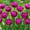 DUTCH BULBS EXCLUSIVE PLANTS FROM HOLLAN Bulbi Fiori Perenni da Esterno - 20 Bulbi Tulipani Double Violet Passion | Piante e fiori esclusivi dall'Olanda, per giardino, vasi e balcone (senza semi, non artificiali)