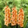 Generico 10 Bulbi di Gladioli Peter Pears Misura 10/12