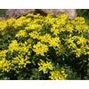 Generic Sedum kamtschaticum 25+ seme affresco