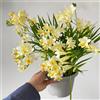 Generic bulbi di fresia giardino interno, piante da giardino rocciose resistenti piante esotiche resistenti, piante da giardino fiori di campo bulbi da fiore che fioriscono 10pcs