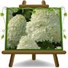 EURO PLANTS VIVAI Hydrangea paniculata ortensia pianta ornamentale | su vaso 18 cm Altezza 30-40 cm