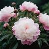 Nyugs Peonia, Rizomi Peonia Resistenti, Rizomi Perenni Giardino, Piantagioni Peonia Rari Giardino, Elegante Arbusto Peonia-e-2 rizomi