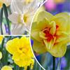 FLORIUM - Collezione Budget di Bulbi di Narciso (25 Bulbi a Fiore), Miscela Profumata di Giunchiglie dall'Olanda, Varietà Durature, Rustiche e Perenni per Giardini e Contenitori (Senza Semi)