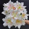 VJIDOSO Lilium tuberi mix di cipolle,gigli in vaso,cipolle perenni,decorativi,grazia,gigli a cipolle resistenti all'inverno,decorazione.-2pezzo-O