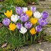 DUTCH BULBS EXCLUSIVE PLANTS FROM HOLLAN Bulbi Fiori Perenni da Esterno - 50 Bulbi Crocus Botanici Mix | Piante e fiori esclusivi dall'Olanda, 5 varietà e colori diversi, per giardino, vasi e balcone (non semi, non artificiali)