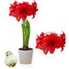 DUTCH BULBS EXCLUSIVE PLANTS FROM HOLLAN Bulbi di Amaryllis Double Red - 1 bulbi fiori in grande formato 26/30 | Piante e fiori esclusivi dall'Olanda, Autentici Hippeastrum (senza semi, senza cera e non artificiali)