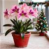 CUIKWA Amaryllis rara/Amaryllis doppia a petalo singolo/Forma unica/Decorazione da balcone per principianti-1 PCS-I
