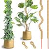 Generic Palo di muschio pieghevole per piante rampicanti, bastone di cocco da 60 cm con corda di canapa naturale da 200 cm, supporto per piante in alluminio da 4 mm per Monstera, Pothos, piante in vaso da