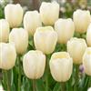 DUTCH BULBS EXCLUSIVE PLANTS FROM HOLLAN Bulbi Fiori Perenni da Esterno - 25 Bulbi Tulipani Single White Passion | Piante e fiori esclusivi dall'Olanda, per giardino, vasi e balcone (senza semi, non artificiali)