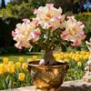Vnuhgzs Rosa del Deserto Rara/Rosa del Deserto Resistente/Ottima Balcone/Bassa Manutenzione-1 PCS-B