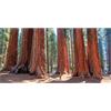 Generico 150 semi di alberi di sequoia in un set di 3 varietà diverse 50 semi ciascuno albero forestale pianta ornamentale sequoia