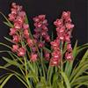 UYKOJMDR Cymbidium,Vari Colori,perenni,splendente e vivace,Ambiente Paesaggistico,Decorazione del giardino.-3Cymbidium pezzo-H