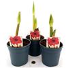 POWERS TO FLOWERS - AMARYLLIS ROSSO, 3 PIANTE, piante vere