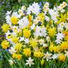 FLORIUM - Collezione Spectrum di Bulbi di Narciso (25 Bulbi a Fiore), Miscela Profumata di Giunchiglie dall'Olanda, Rustica e Perenne per Giardini e Contenitori (Senza Semi)