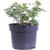 eGarden.store - Pianta vera di Geranio - Geranium Lakwijk Star | Altezza: 20 cm - Diametro vaso: 17 cm | Rustica, tappezzante fiori lilla fioritura prolungata facile da coltivare all'esterno