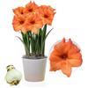 DUTCH BULBS EXCLUSIVE PLANTS FROM HOLLAN Bulbi di Amaryllis Rilona - 1 bulbi fiori in grande formato 26/30 | Piante e fiori esclusivi dall'Olanda, Autentici Hippeastrum (senza semi, senza cera e non artificiali)