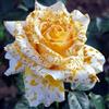 KMIODS Eccellente Rizoma Di Rosa, Perenne, Adatto A Primavera E Autunno, Ideale Per La Vista In Giardino, Non Necessita Di Irrigazione-1 Rizoma-J
